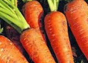 Заготовка моркови на зиму